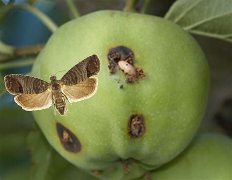 ARBICO Organics: Springtime Codling Moth Control