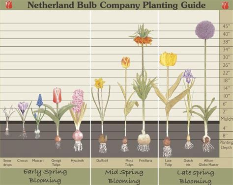 spring bulbs planting tips — Horticultural landscaping blog by Vineyard ...