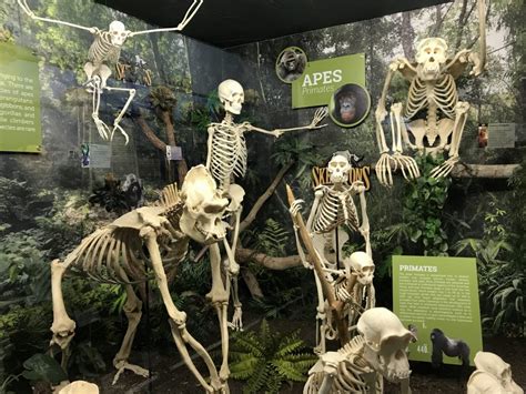 Primates: Monkey & Apes | Skeleton Museum