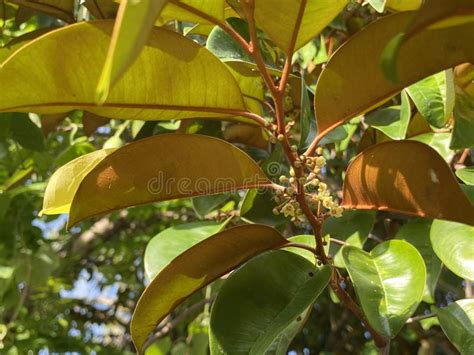 Green Chrysophyllum Cainito Leaves of a Tree Stock Image - Image of ...