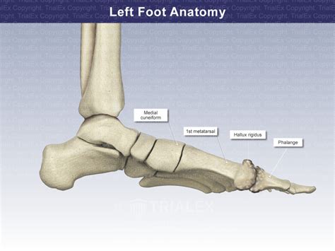 Left Foot Anatomy - TrialQuest Inc.