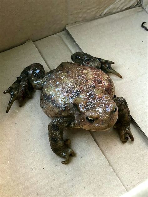 Gory footage shows toad emerging alive from snake's belly after it throws up - Mirror Online