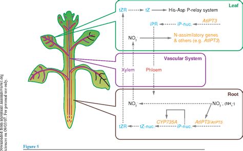 Figure 3 from Cytokinins: activity, biosynthesis, and translocation ...