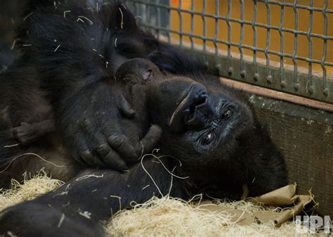 8 things you didn't know about baby gorillas [PHOTOS] - UPI.com