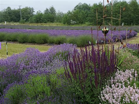 Sunshine Herb and Lavender Farm - ECM Homes