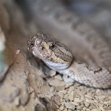 Great Basin Rattlesnake - Facts, Diet, Habitat & Pictures on Animalia.bio