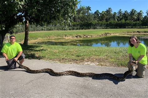 Massive python captured in Everglades sets new Florida record