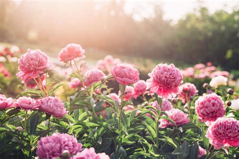 Perennial Flower Gardens