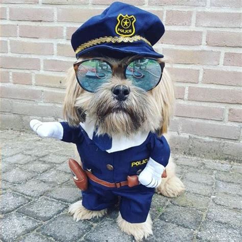 Déguisement de policier pour chien | Funny dog clothes, Dog costumes funny, Dog costumes