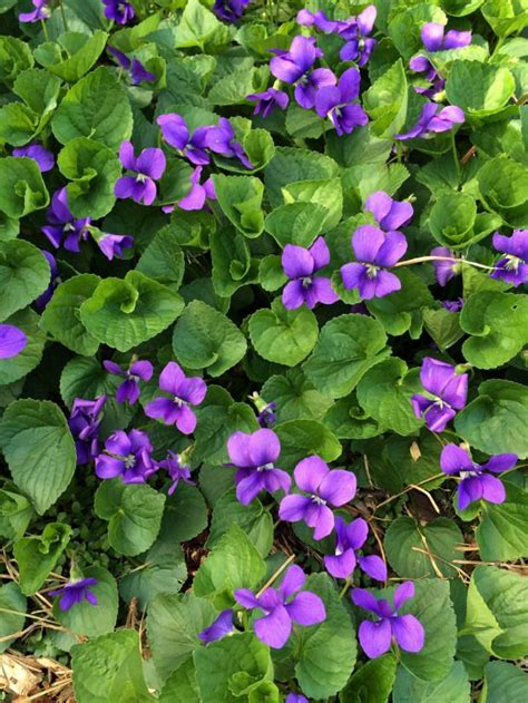 Viola Odorata: Sweet Violets by Susan Rushton