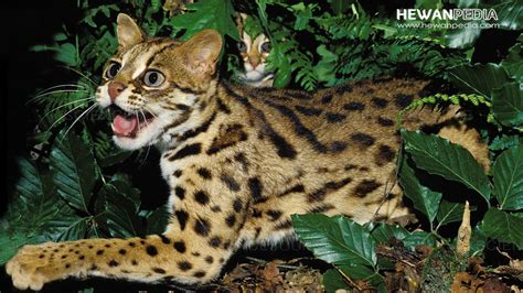 Mengenal Kucing Hutan dan Berbagai Faktanya - Hewanpedia