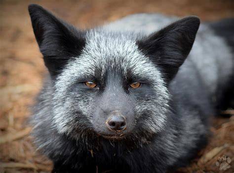 Silver Fox by CharlyJade on DeviantArt