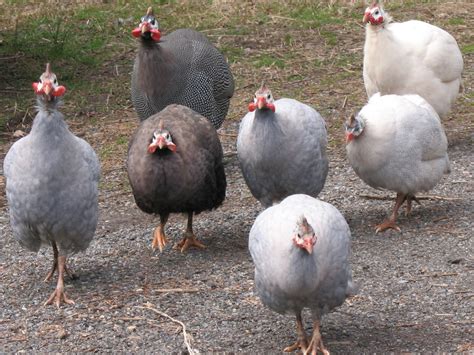 Lavender Guinea Hen - Profile | Care | Eggs | Sounds | Facts - Bird Baron