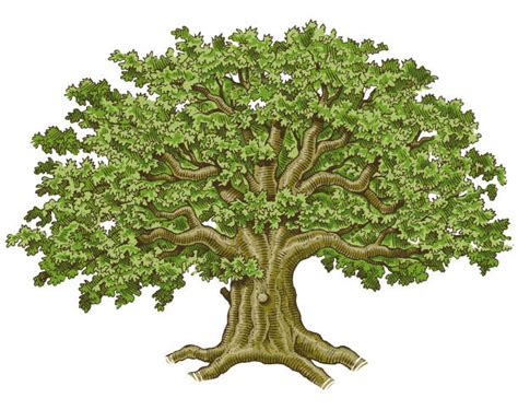 Oak Tree Illustrations, Royalty-Free Vector Graphics & Clip Art - iStock