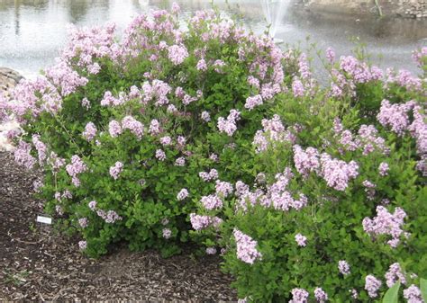 Dwarf Korean Lilac - Blue Grass Nursery, Sod and Garden Centre: Calgary ...