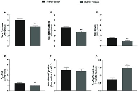 Cysteine-related thiols in the kidney cortex and kidney medulla. (A ...