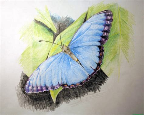 Mariposa Dibujo A Lapiz Mariposas Dibujos A Lapiz Mariposas A Lapiz | Porn Sex Picture