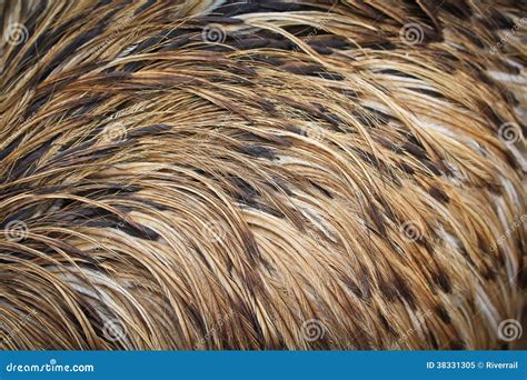 Emu bird feather stock image. Image of background, stained - 38331305