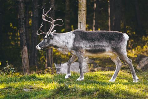 25 Wild Animals in Sweden [Wildlife in Sweden] - Kevmrc