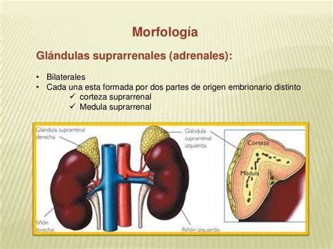 Diapositivas glandulas suprarrenales