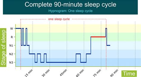 Stages Of Sleep