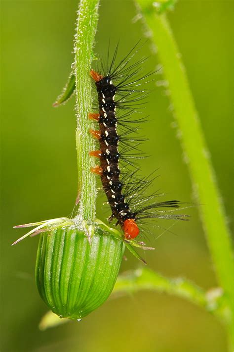 Marbled White Moth Caterpillar (Nyctemera adversata, Arcti… | Flickr