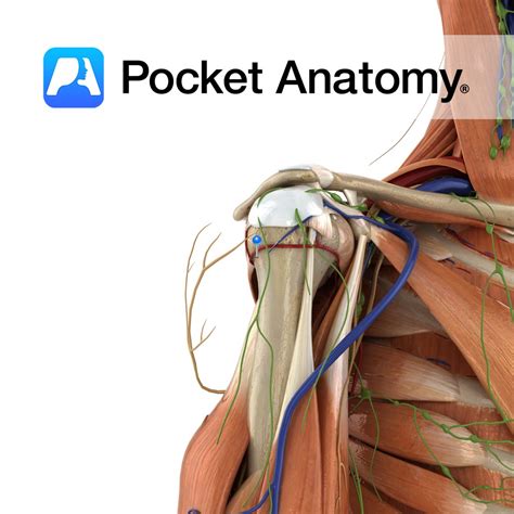 Haustrum of colon - Pocket Anatomy