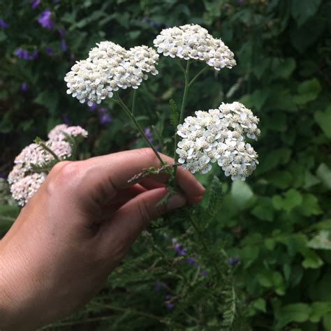 Yarrow: An Herb for What Ails Ya — Four Season Foraging