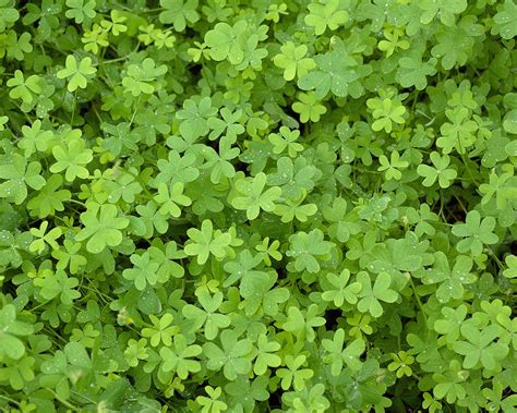 How to Grow a Microclover Lawn Using the Best Practices