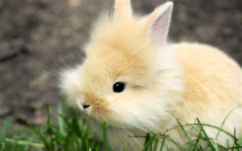 Baby Bunny Wallpapers - Wallpaper Cave