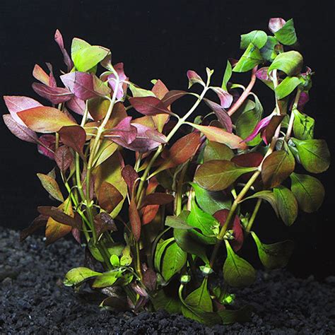 Ludwigia Repens Super Red Mini Live Aquarium Aquatic Plants | Etsy