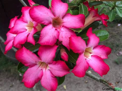 29 Best Desert Rose Varieties and Types You Can Grow - Store