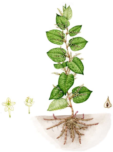 Japanese Knotweed: Botanical illustrations and diagrams - Lizzie Harper