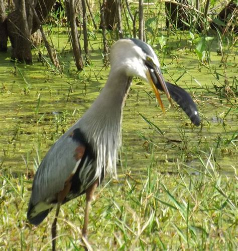 Scientists Have Captured a Giant, 'Mythical' Siren Species in Florida - Democratic Underground