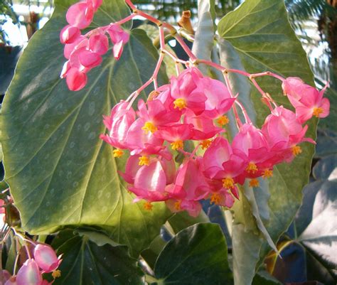 Plik:Begonia CorallinaHybrids PresidentCarnotInflorescenceA.jpg ...