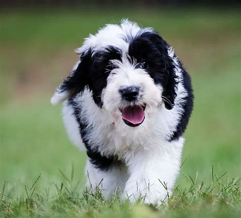 51 HQ Photos Sheepadoodle Puppies Available Now Near Me - 3 - chirawitissue