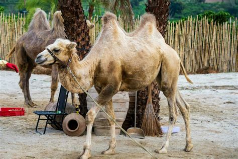 Camels on a camel farm in Da Lat, vietnam 26221793 Stock Photo at Vecteezy