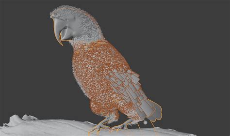 Parrot 3D - TurboSquid 1719545