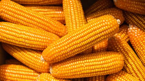 Can Eating Raw Corn Make You Sick?