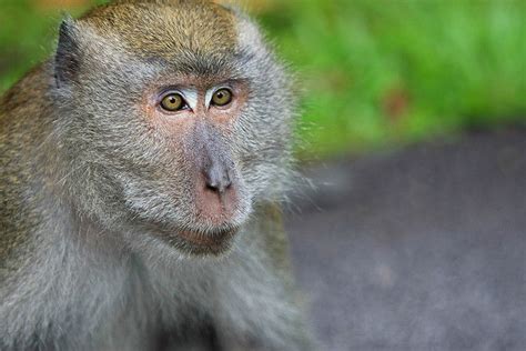 First monkeys engineered to have autism-like symptoms raise hope, caution | Ars Technica