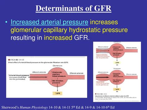 Decreased Gfr