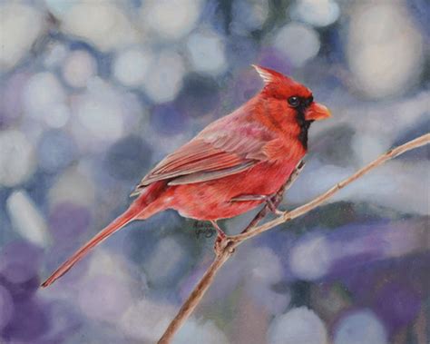 Cardinal Fine Art Print | My Site