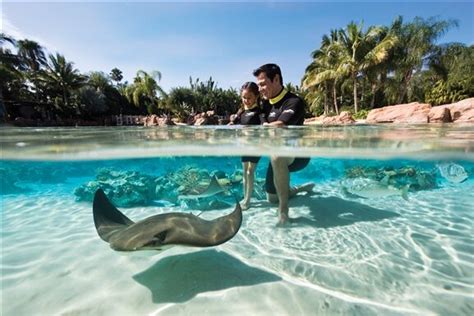 Discovery Cove Reviews | U.S. News Travel