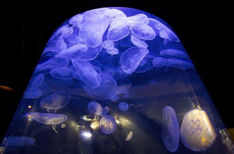 Behind-the-scenes breeding at Houston Zoo keeps jellyfish tanks stocked