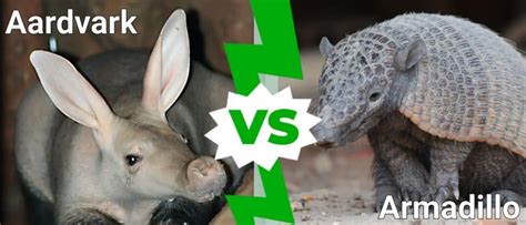 Aardvark Vs Armadillo: What Are The Differences? - A-Z Animals