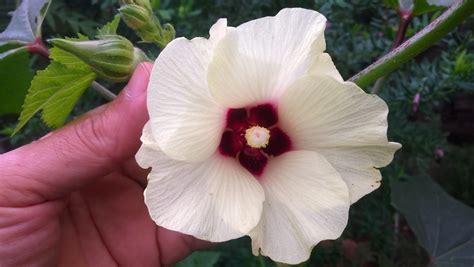 This beauty greeted me today in my garden. Okra flowers are surprisingly beautiful. They are ...