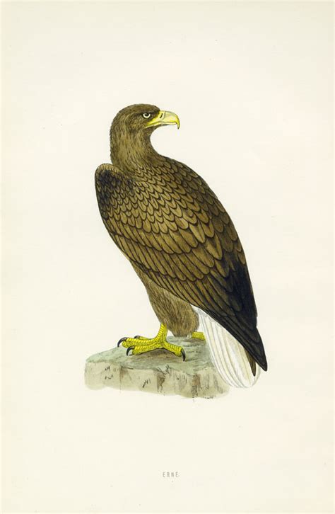 Morris Bird Prints 1858