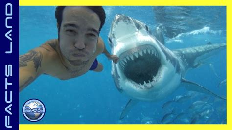 Shark Attack Caught On Camera Real Or Fake Youtube – Otosection