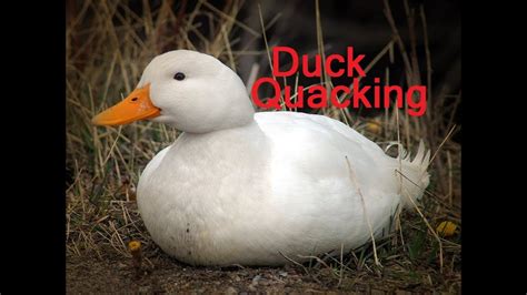 Duck Quacking Quack Sound Effect Loudly Noises Song Voice Funny ...