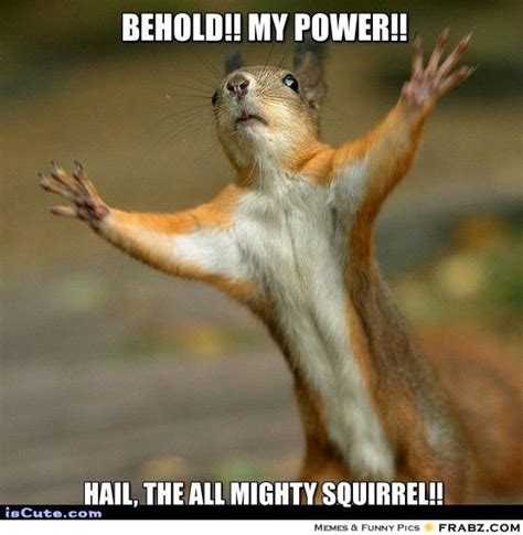 19 Funniest Squirrel Meme That Make You Smile - MemesBoy